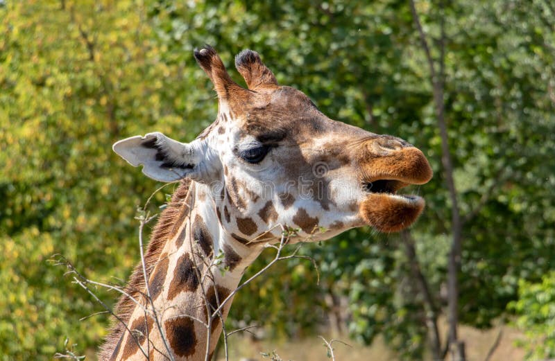 The portrait of Rothschild giraffe Giraffa camelopardalis rothschildi. The portrait of Rothschild giraffe Giraffa camelopardalis rothschildi.