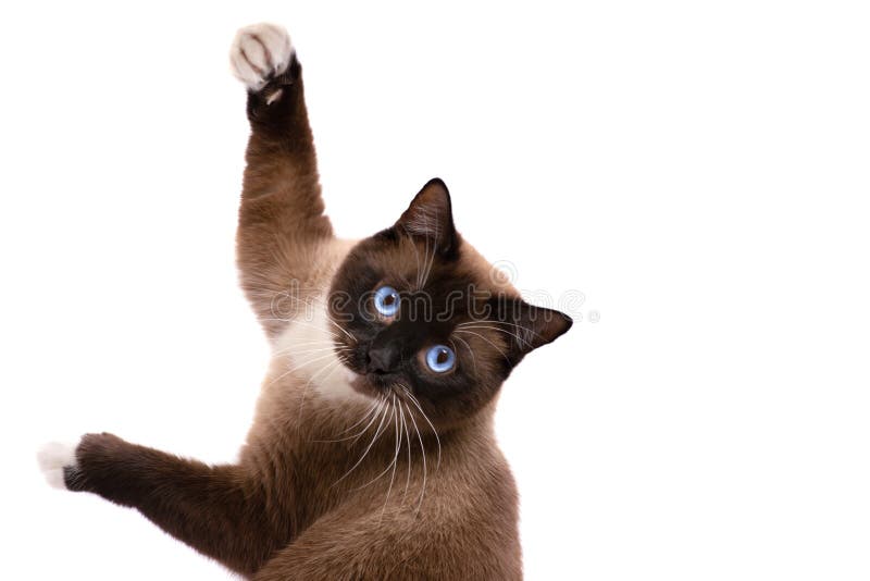 Le Portrait De Plan Rapproch Jouant Le Chat Siamois De Raquette Brune Se Trouve Sur Un Plancher D Isolement Sur Le Blanc Image Stock Image Du Minou Felin Le Portrait De Plan Rapproch Jouant Le Chat Siamois De Raquette Brune Se Trouve Sur Un Plancher D Isolement Sur Le Blanc Image Stock Image Du Minou Felin