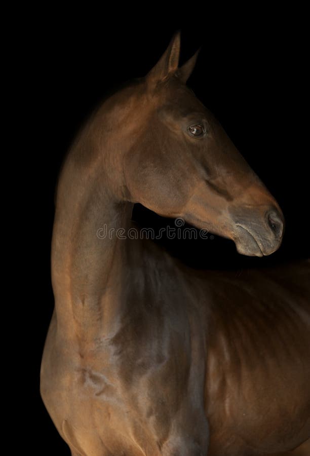 Le portrait du cheval de baie dans l'obscurité image libre de droits Le portrait du cheval de baie dans l'obscurité image libre de droits
