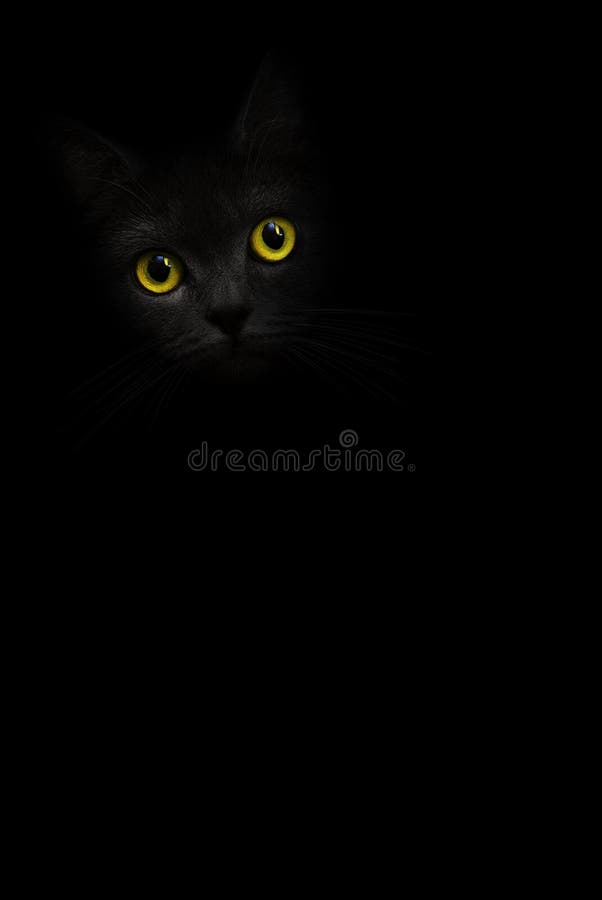 Le Portrait Vertical De Chat Noir D Image Avec Les Yeux Jaunes Regarde Hors De L Ombre Sur Le Fond Noir Chaton Fonce Mignon Hea D Photo Stock Image Du Mignon Couleur