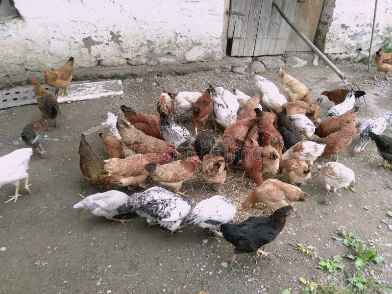 Le poulet, poulet, ferry, mange des cancrelats Poules mangeant du blé dans une cour Poules et coq dans l'arrière-cour Poulets et. Poulets et poule mangeant de la nourriture Le poulet, poulet, ferry, mange des cancrelats