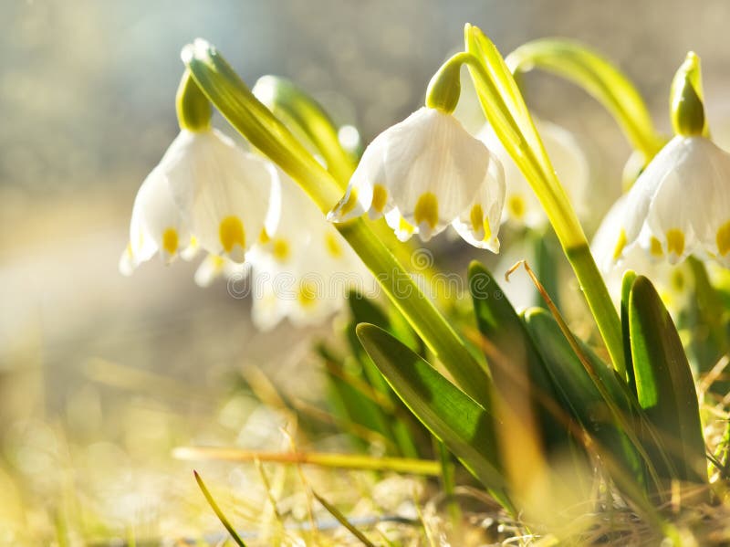 Le premier ressort fleurit, les perce-neige dans le pré, un symbole de nature se réveillant images libres de droits Le premier ressort fleurit, les perce-neige dans le pré, un symbole de nature se réveillant images libres de droits