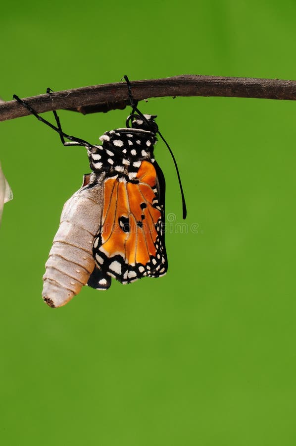 Pupa on tree, butterfly is ready to drilled out. Pupa on tree, butterfly is ready to drilled out