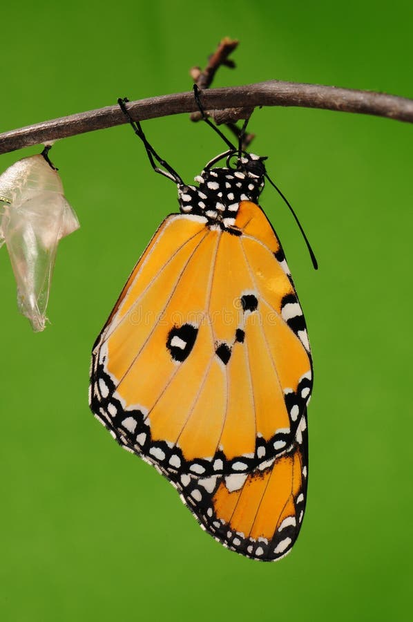 Pupa on tree, butterfly is ready to drilled out. Pupa on tree, butterfly is ready to drilled out