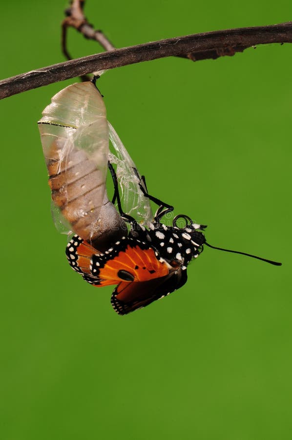 Pupa on tree, butterfly is ready to drilled out. Pupa on tree, butterfly is ready to drilled out