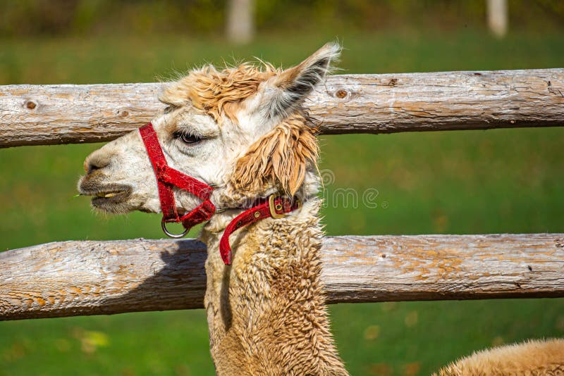 Le profil d'un hybride blanc Llama-Alpaca photographie stock libre de droits Le profil d'un hybride blanc Llama-Alpaca photographie stock libre de droits