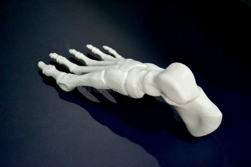 White prototype of the human foot skeleton printed on 3d printer on dark surface. Fused deposition modeling, FDM. Progressive modern additive technology. Concept of 4.0 industrial revolution. White prototype of the human foot skeleton printed on 3d printer on dark surface. Fused deposition modeling, FDM. Progressive modern additive technology. Concept of 4.0 industrial revolution