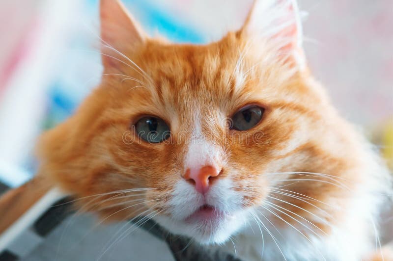 Le puits a maintenu le chat pelucheux propre, chat de maison de gingembre images stock Le puits a maintenu le chat pelucheux propre, chat de maison de gingembre images stock
