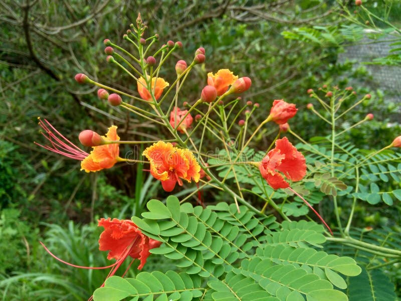 Le pulcherrima de caesalpinia a également appelé la fleur de paon de poinciana oiseau rouge d'oiseau du paradis mexicain de nain p
