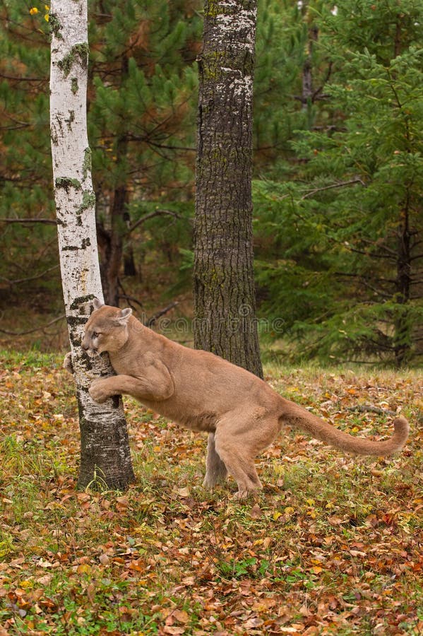 Le Puma De Mâle Adulte (concolor De Puma) Griffe à L'arbre Image stock -  Image du cougar, saison: 61766855