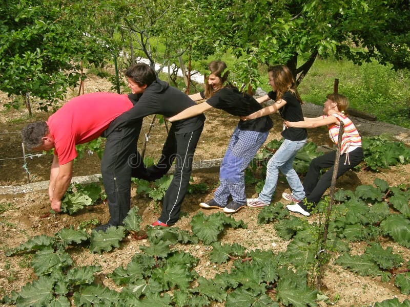 Le père et les enfants contractent une rhubarbe de centrale photos stock Le père et les enfants contractent une rhubarbe de centrale photos stock