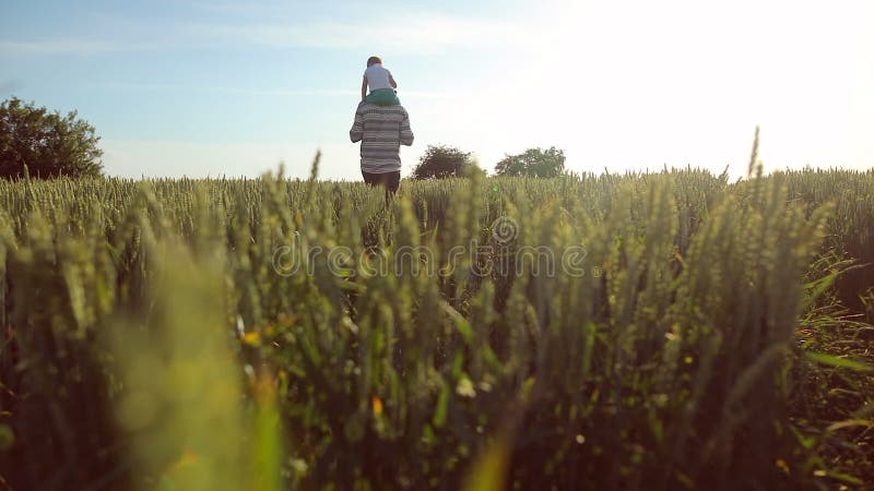 Le père porte son fils sur ses épaules Une promenade sur le champ de blé pendant le coucher du soleil Concept de la famille du jo clips vidéos Le père porte son fils sur ses épaules Une promenade sur le champ de blé pendant le coucher du soleil Concept de la famille du jo clips vidéos