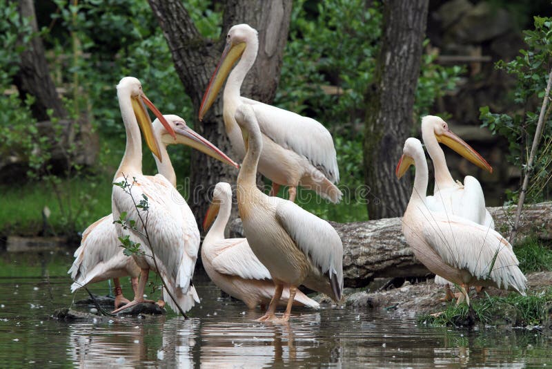 The great white pelican (Pelecanus onocrotalus) also known as the eastern white pelican, rosy pelican or white pelican. Photo from ZOO ZlÃ­n. The great white pelican (Pelecanus onocrotalus) also known as the eastern white pelican, rosy pelican or white pelican. Photo from ZOO ZlÃ­n