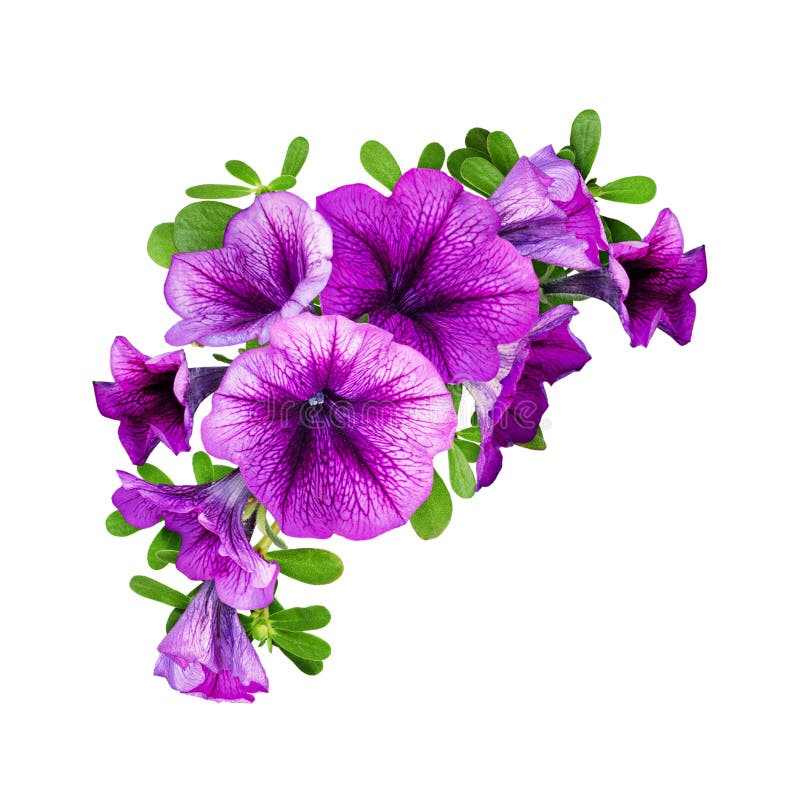 Le pétunia pourpre fleurit dans une composition faisante le coin florale photo stock Le pétunia pourpre fleurit dans une composition faisante le coin florale photo stock