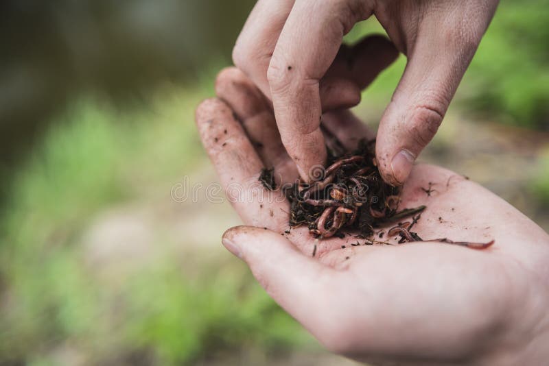 Le pêcheur tient dans sa main beaucoup de vers pour la pêche photo stock Le pêcheur tient dans sa main beaucoup de vers pour la pêche photo stock