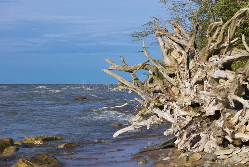 Le radici degli alberi sul Mar Baltico costeggiano fotografia stock Le radici degli alberi sul Mar Baltico costeggiano fotografia stock