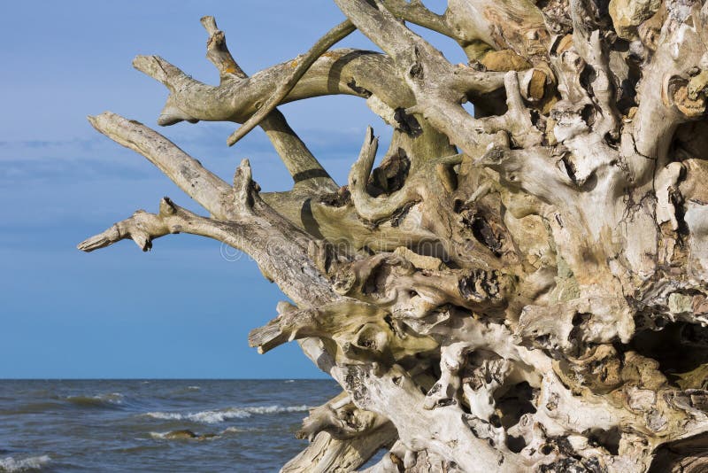 Le radici degli alberi sul Mar Baltico costeggiano fotografie stock Le radici degli alberi sul Mar Baltico costeggiano fotografie stock