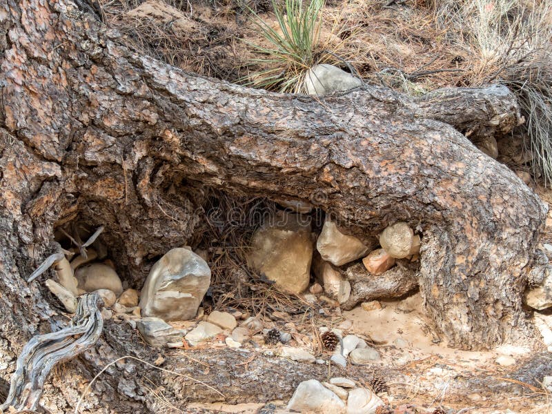 Exposed tree roots are crowded by rocks, Zion National Park, Utah. Exposed tree roots are crowded by rocks, Zion National Park, Utah