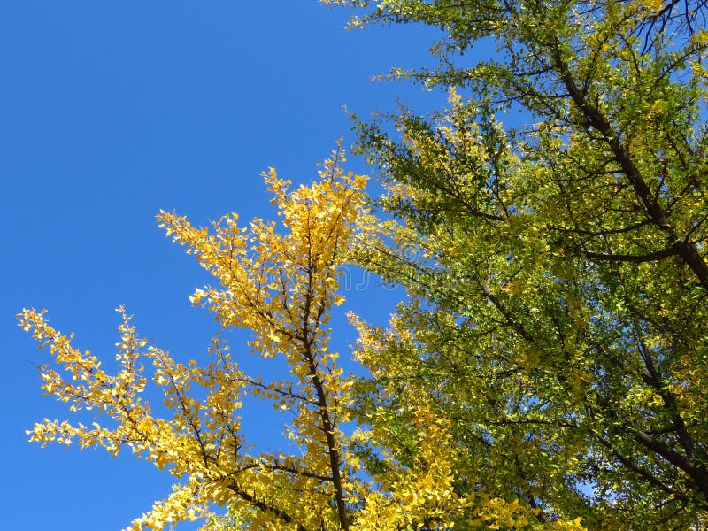Le ramificazioni di Ginkgo biloba contro il cielo azzurro brillante Foglie di un albero verde e giallo d'oro sullo sfondo del cie immagine stock libera da diritti Le ramificazioni di Ginkgo biloba contro il cielo azzurro brillante Foglie di un albero verde e giallo d'oro sullo sfondo del cie immagine stock libera da diritti