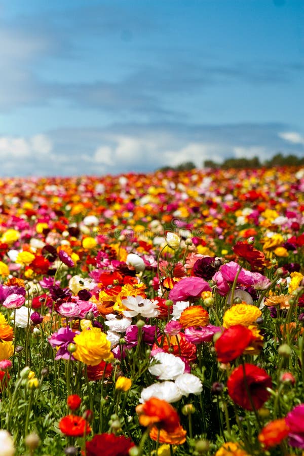 Champ des fleurs image stock Champ des fleurs image stock