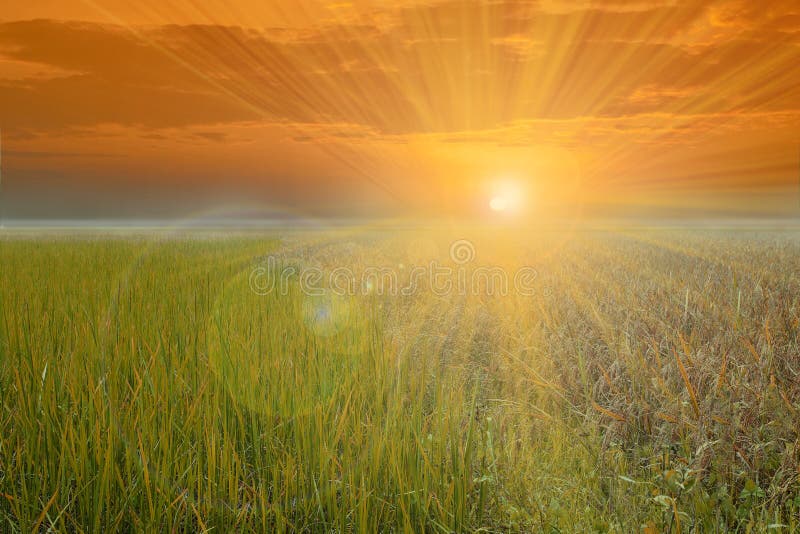 Le rayon léger sur le ciel au-dessus du riz a classé la nature