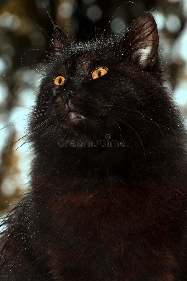 4 477 Chat Sous La Pluie Photos Libres De Droits Et Gratuites De Dreamstime 4 477 Chat Sous La Pluie Photos Libres De Droits Et Gratuites De Dreamstime