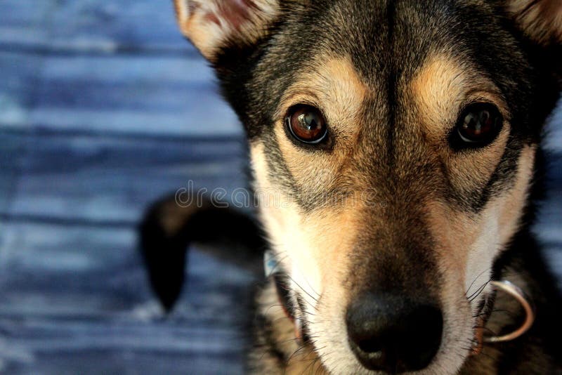 Le regard du chien enrou? d'Alaska photo libre de droits