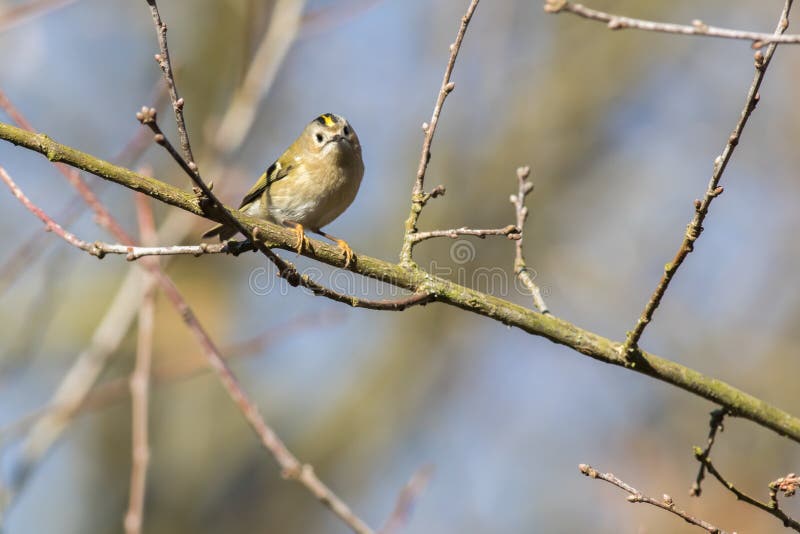 Le regulus de regulus goldcrest. Un goldcrest repose sur une branche