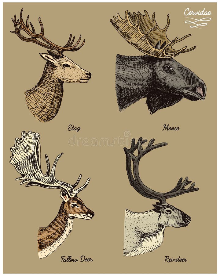 Le renne, les orignaux, les élans eurasiens, les cerfs communs d'oeufs de daine et le mâle dirigent l'illustration tirée par la m illustration libre de droits Le renne, les orignaux, les élans eurasiens, les cerfs communs d'oeufs de daine et le mâle dirigent l'illustration tirée par la m illustration libre de droits