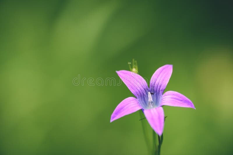 le ressort pourpre fleurit sur le fond vert - col de pastel de vintage photographie stock le ressort pourpre fleurit sur le fond vert - col de pastel de vintage photographie stock