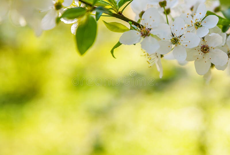 season image with colored spring flowers trees in a colorful blurred background. season image with colored spring flowers trees in a colorful blurred background