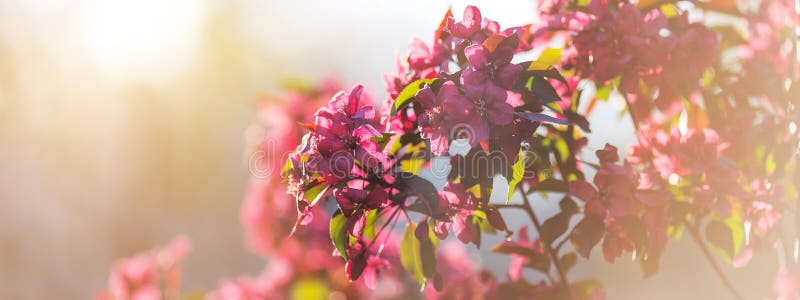 Le ressort se développe pommier dans le jour ensoleillé Concept de bannière images stock Le ressort se développe pommier dans le jour ensoleillé Concept de bannière images stock