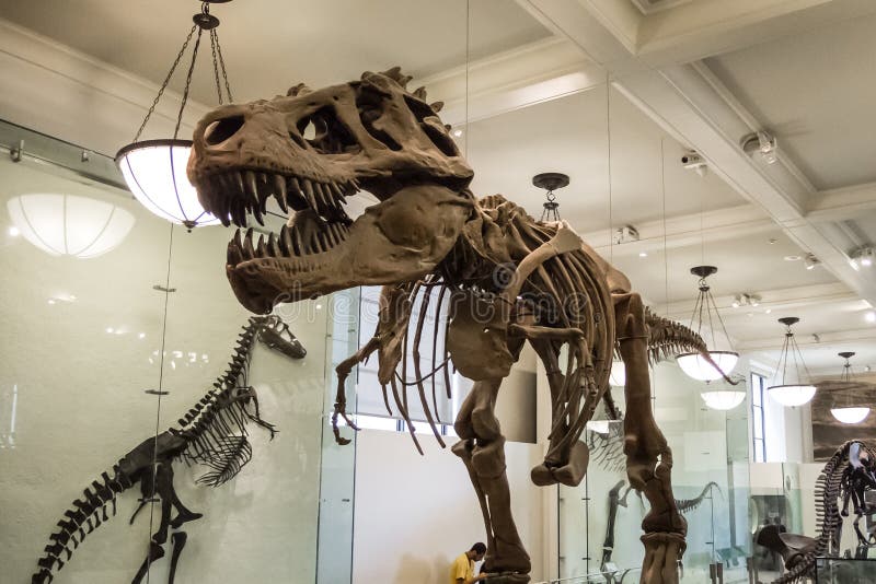 Le rex squelettique de l'armature t de dinosaure désosse les dents énormes de carnivore