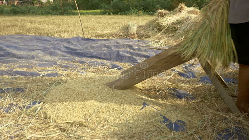 Le riz de battage d'agriculteur, bat le riz, agriculture de riz