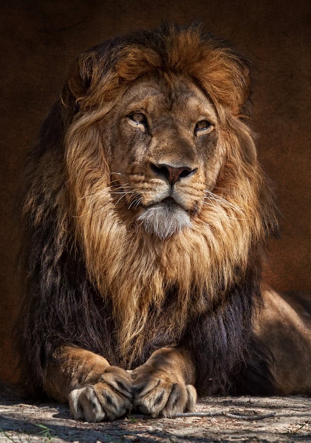 photographie stock le roi de lion image