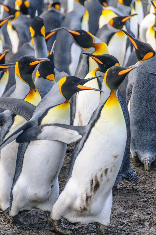 Le Roi Penguins sur le port d'or photos stock Le Roi Penguins sur le port d'or photos stock