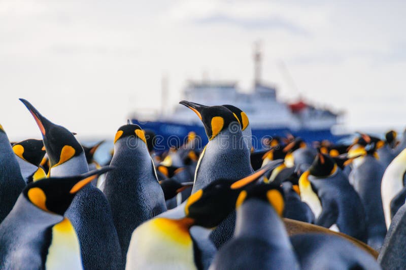 Le Roi Penguins sur le port d'or photo stock Le Roi Penguins sur le port d'or photo stock