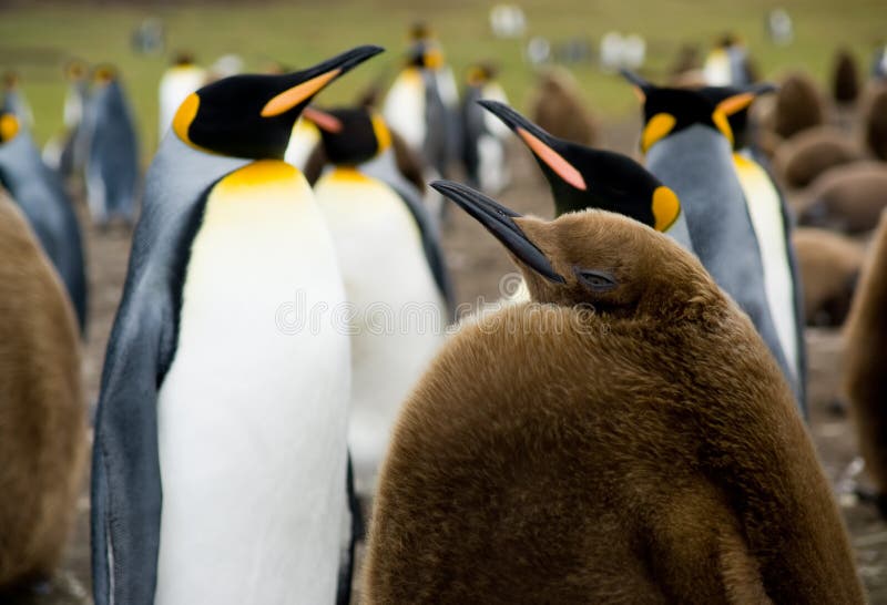 Le Roi pingouin de chéri image libre de droits Le Roi pingouin de chéri image libre de droits