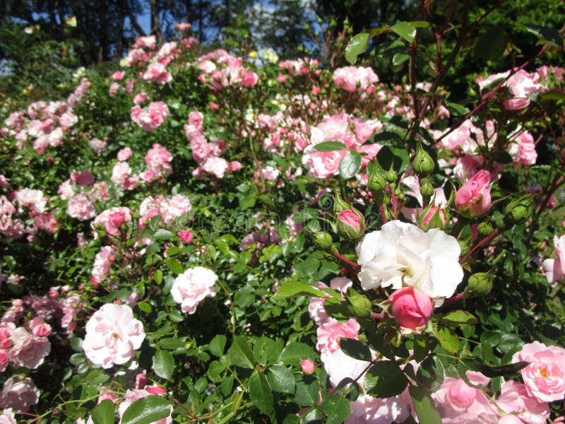 Le rose attrayant lumineux de nature a augmenté la floraison des fleurs au cours de l'été 2019. Le rose attrayant lumineux de nature a augmenté la floraison des fleurs en été à la Reine Elizabeth Park Rose Garden, en Colombie-Britannique, Canada, août 2019