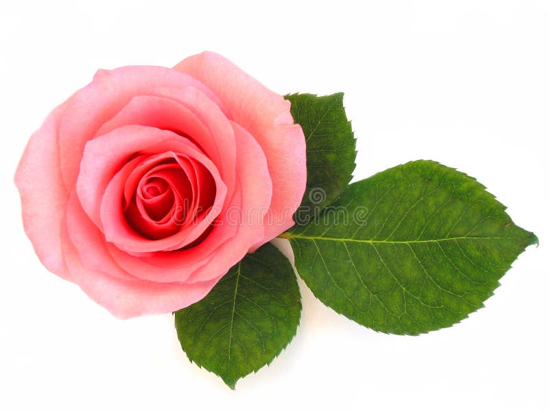 Le rose d'isolement a monté avec la lame verte photo libre de droits