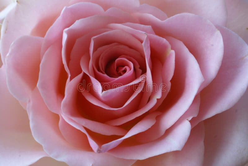 Le rose a monté image stock Le rose a monté image stock