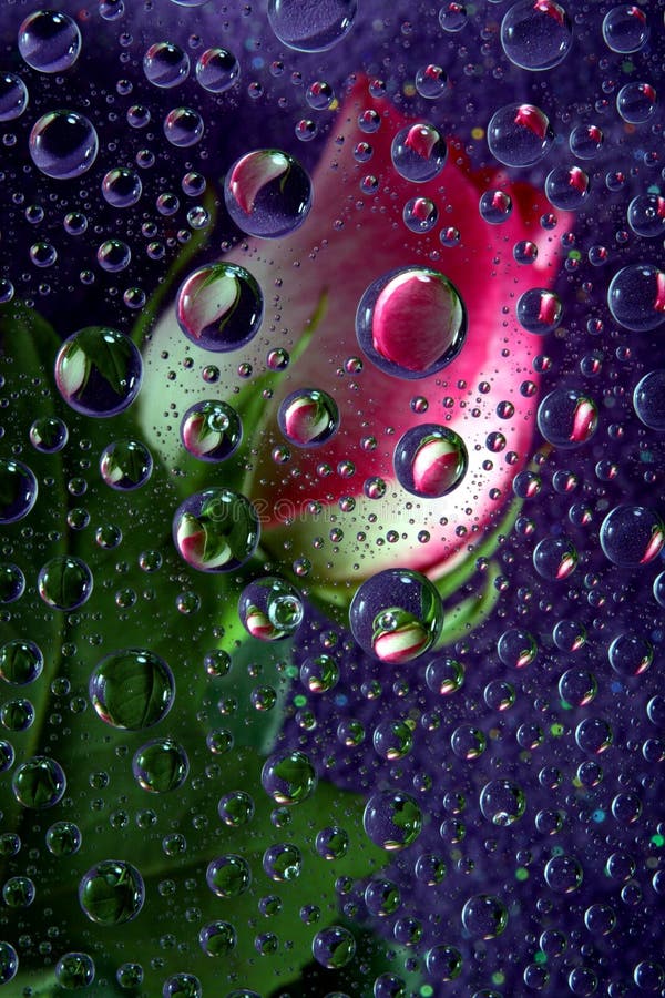 Pink rose reflected in water drops on purple background. Pink rose reflected in water drops on purple background