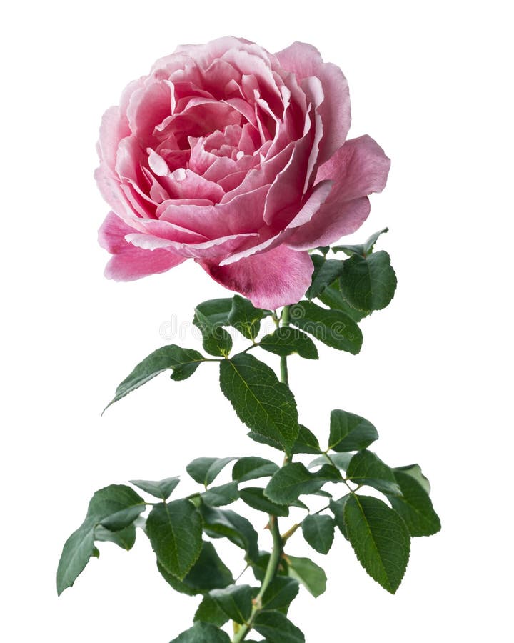Le rose a monté des fleurs avec des draps que le jardin s'est levée isolée sur le fond blanc avec le chemin de coupe photos stock