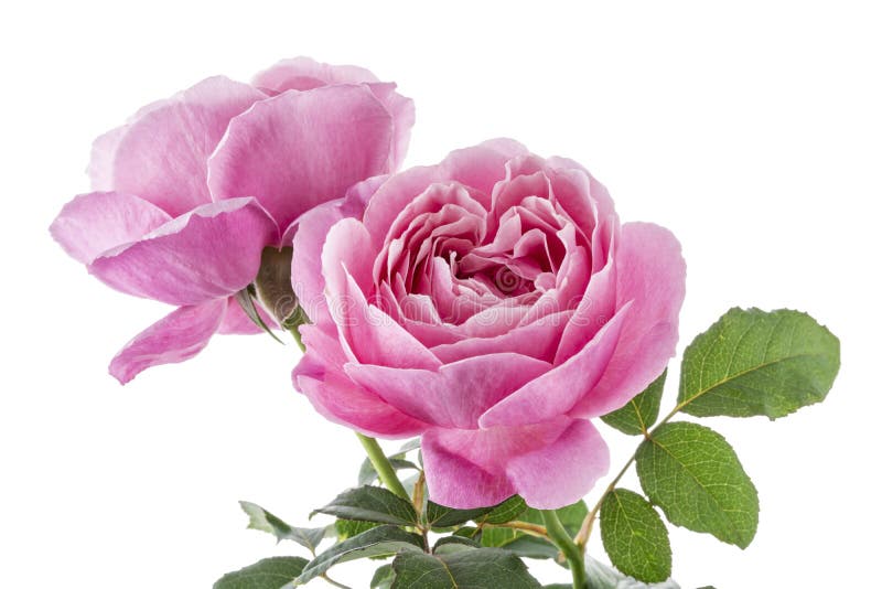 Le rose a monté des fleurs avec des draps que le jardin s'est levée isolée sur le fond blanc avec le chemin de coupe photos libres de droits