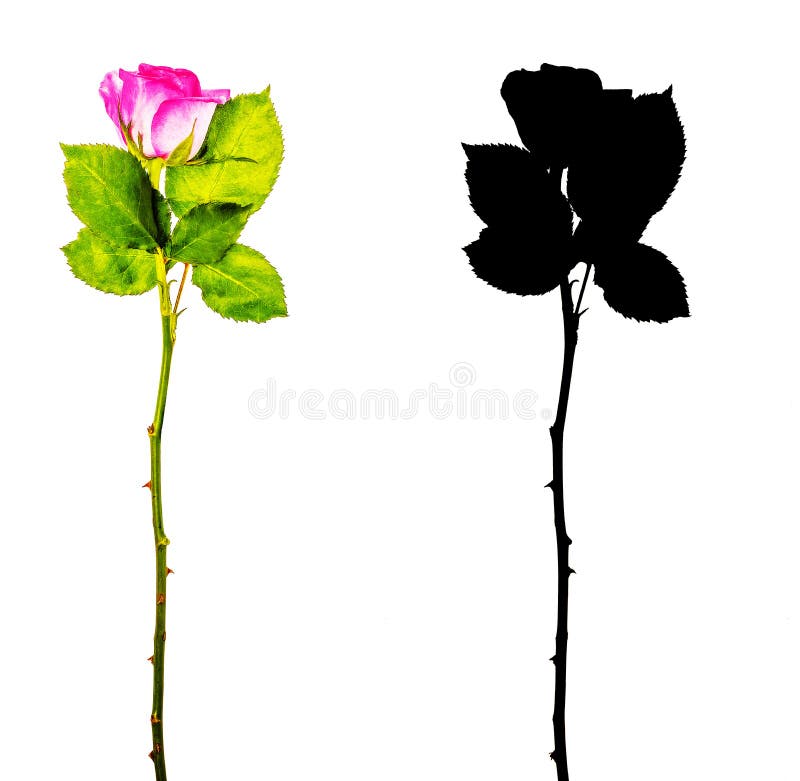 Le rose a monté fleur sur la tige avec des feuilles d'isolement sur le fond blanc image libre de droits Le rose a monté fleur sur la tige avec des feuilles d'isolement sur le fond blanc image libre de droits
