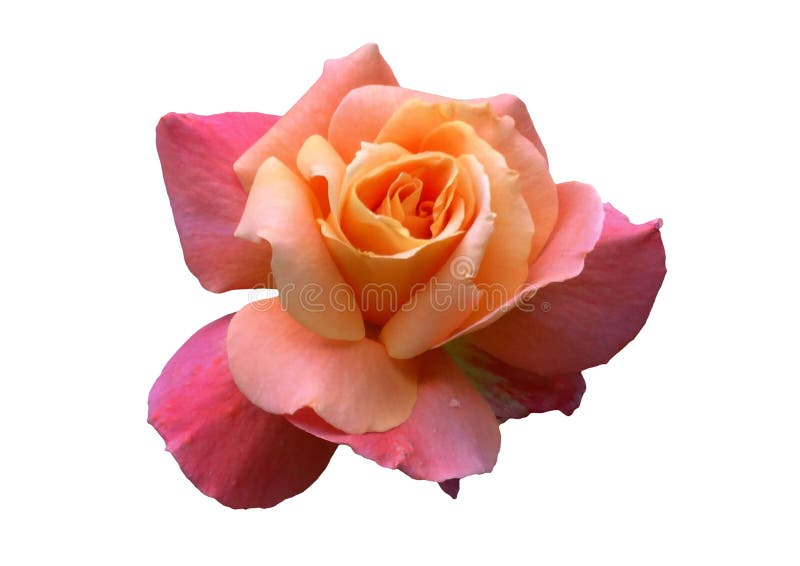 Le rose a monté sur le fond blanc images stock Le rose a monté sur le fond blanc images stock