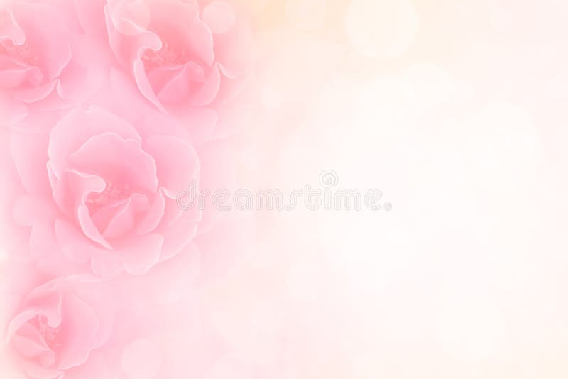 Le rose rosa molli fioriscono il fondo d'annata del biglietto di S. Valentino del confine