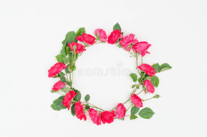 Le rose rosa sono formate in un cerchio su un fondo bianco fotografia stock libera da diritti Le rose rosa sono formate in un cerchio su un fondo bianco fotografia stock libera da diritti