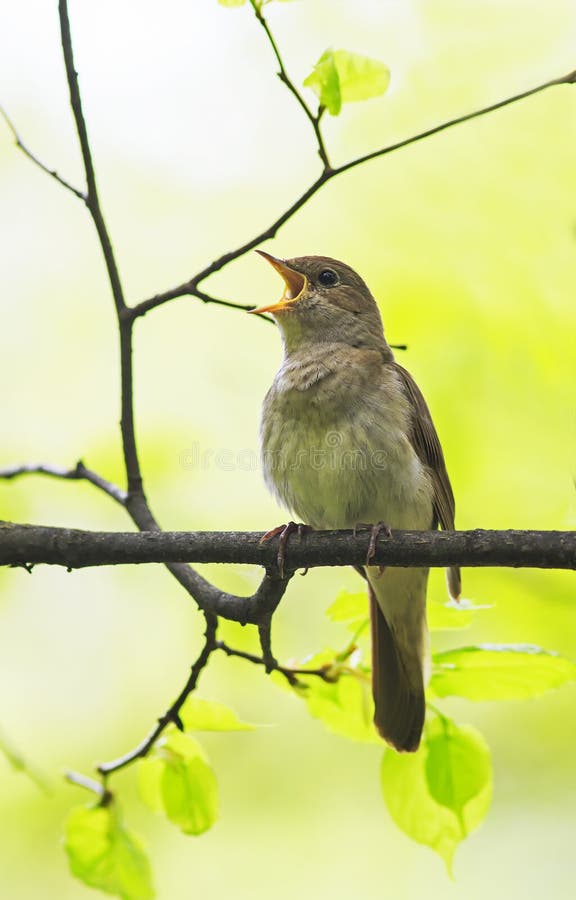 Le rossignol d'oiseau chantent fort au printemps la forêt