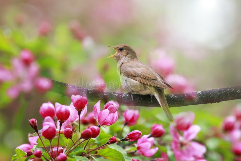 Portrait songbird a Nightingale sits on a branch in a may garden surrounded by pink Apple blossoms and sings loudly on a Sunny day. Portrait songbird a Nightingale sits on a branch in a may garden surrounded by pink Apple blossoms and sings loudly on a Sunny day